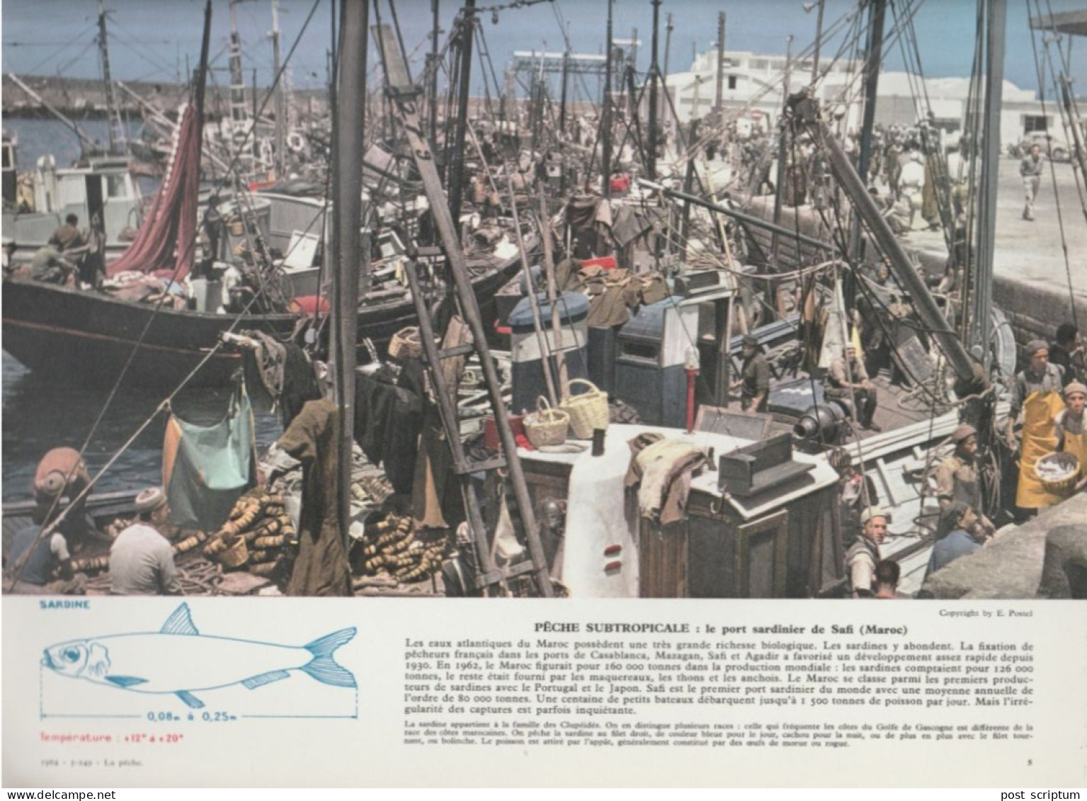 Photo  -  Reproduction -  Maroc- Port Sardinier De Safi - Afrique