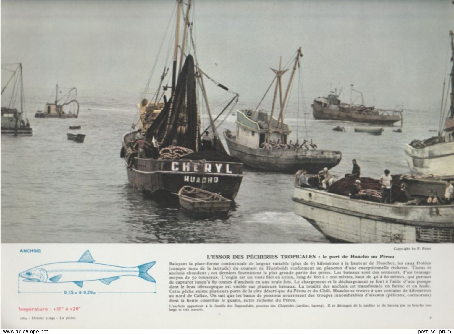 Photo  -  Reproduction - Pérou - Pêche -  Le Port De Huacho - Amerika