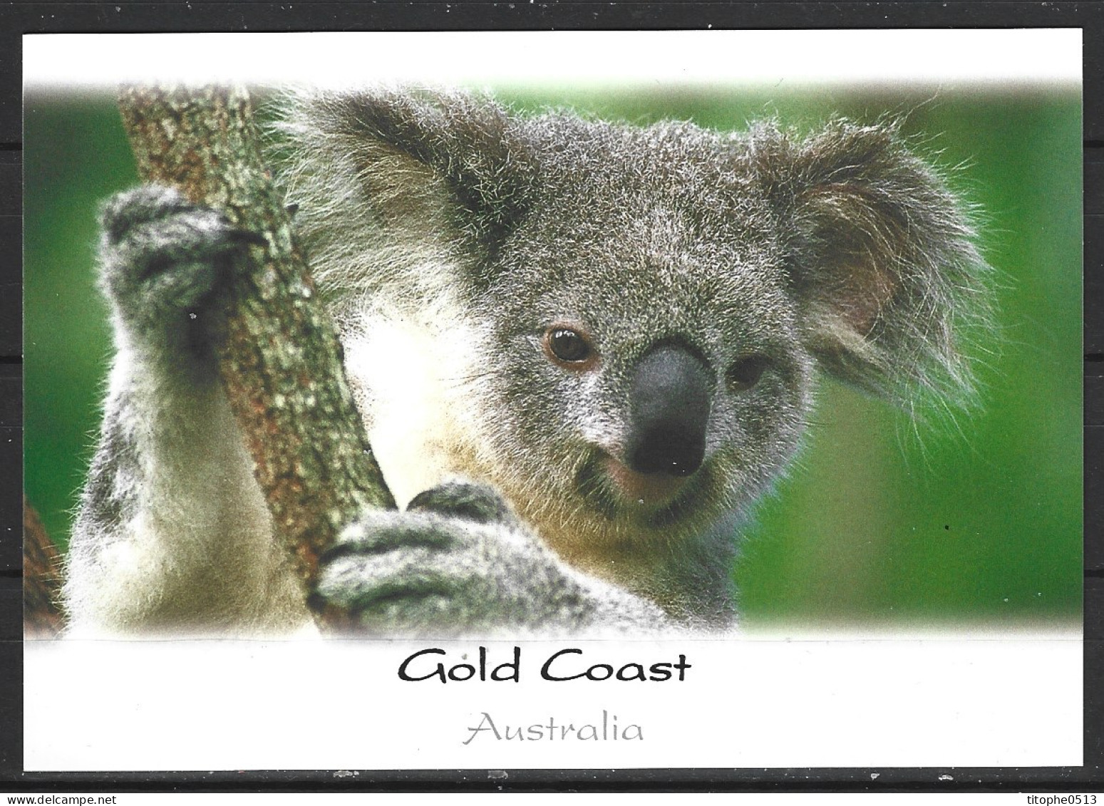 AUSTRALIE. Carte Postale écrite. Gold Coast/Koala. - Gold Coast