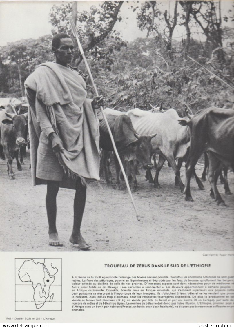 Photo  -  Reproduction -  Afrique -  Ethiopie - Troupeau De Zébus Dans Le Sud De L'Ethiopie - Afrika