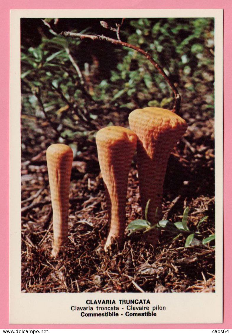 Funghi  Clavaria Truncata -  CARTOLINA Non Viaggiata - Mushrooms