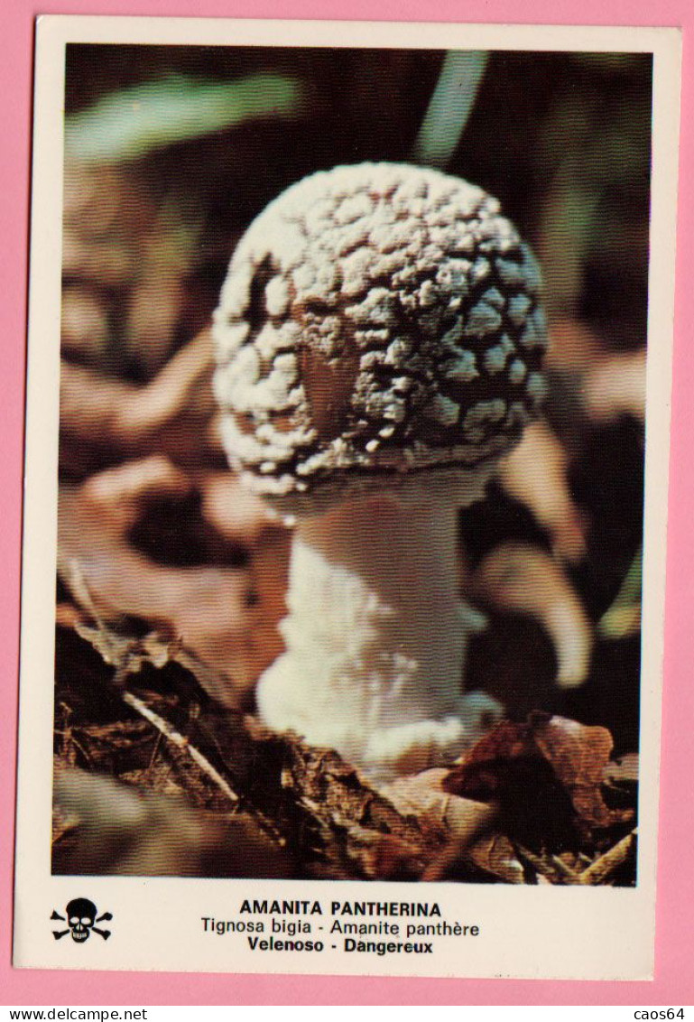 Funghi Amanita Pantherina -  CARTOLINA Non Viaggiata - Mushrooms