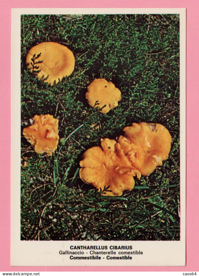 Funghi Cantharellus Cibarius -  CARTOLINA Non Viaggiata - Hongos