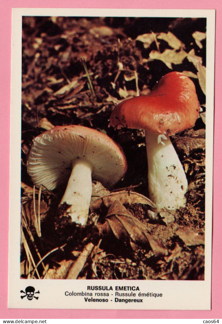 Funghi Russula Emetica -  CARTOLINA Non Viaggiata - Champignons