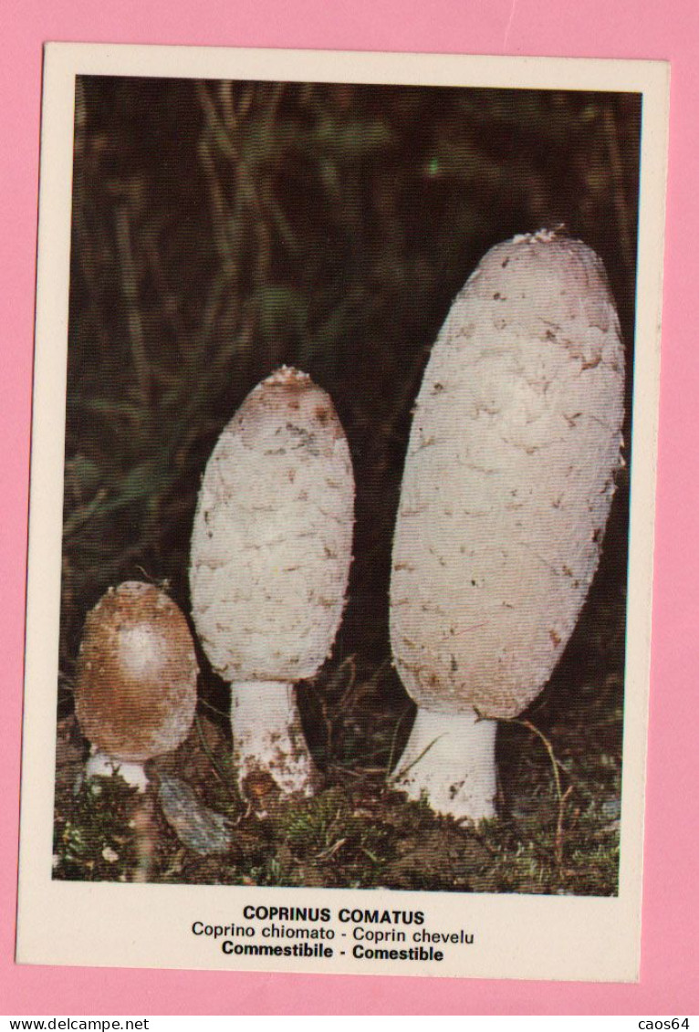 Funghi Coprinus  Comatus -  CARTOLINA Non Viaggiata - Pilze