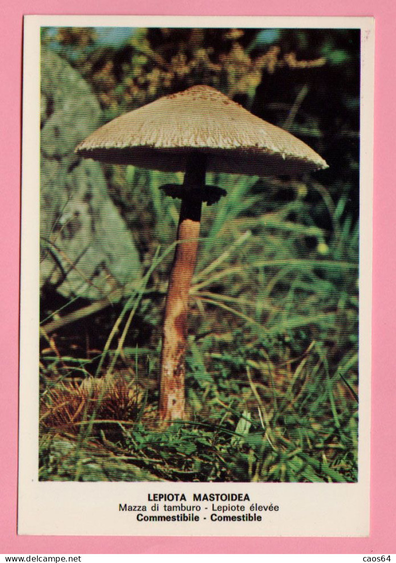 Funghi Lepiota Mastoidea -  CARTOLINA Non Viaggiata - Mushrooms