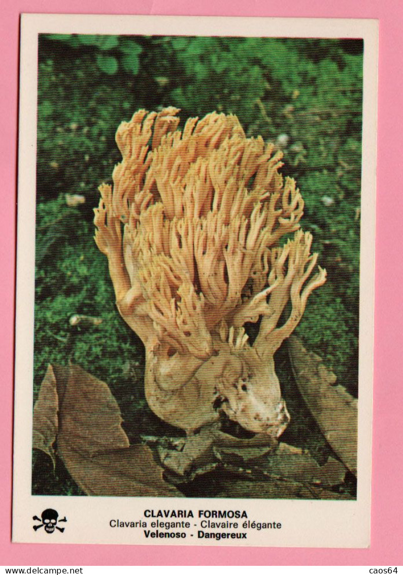 Funghi Clavaria Formosa -  CARTOLINA Non Viaggiata - Pilze