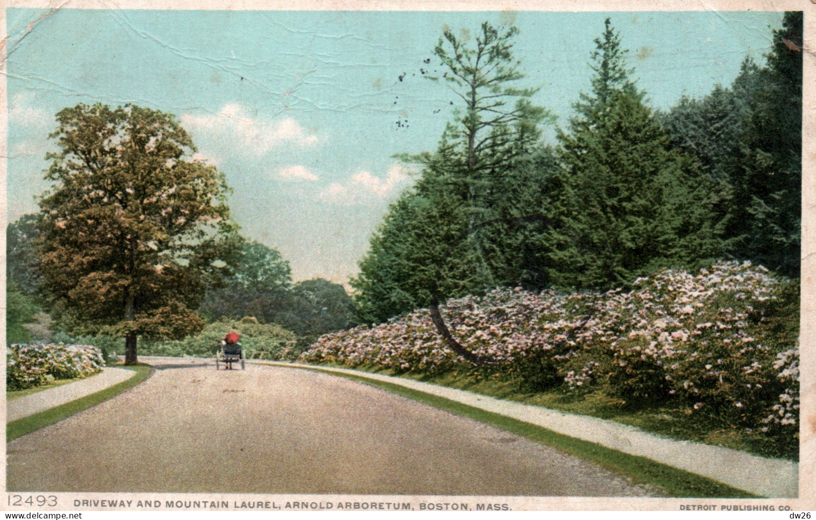 Driveway And Mountain Laurel, Arnold Arboretum, Boston, Massachusetts MA 1909 - Boston