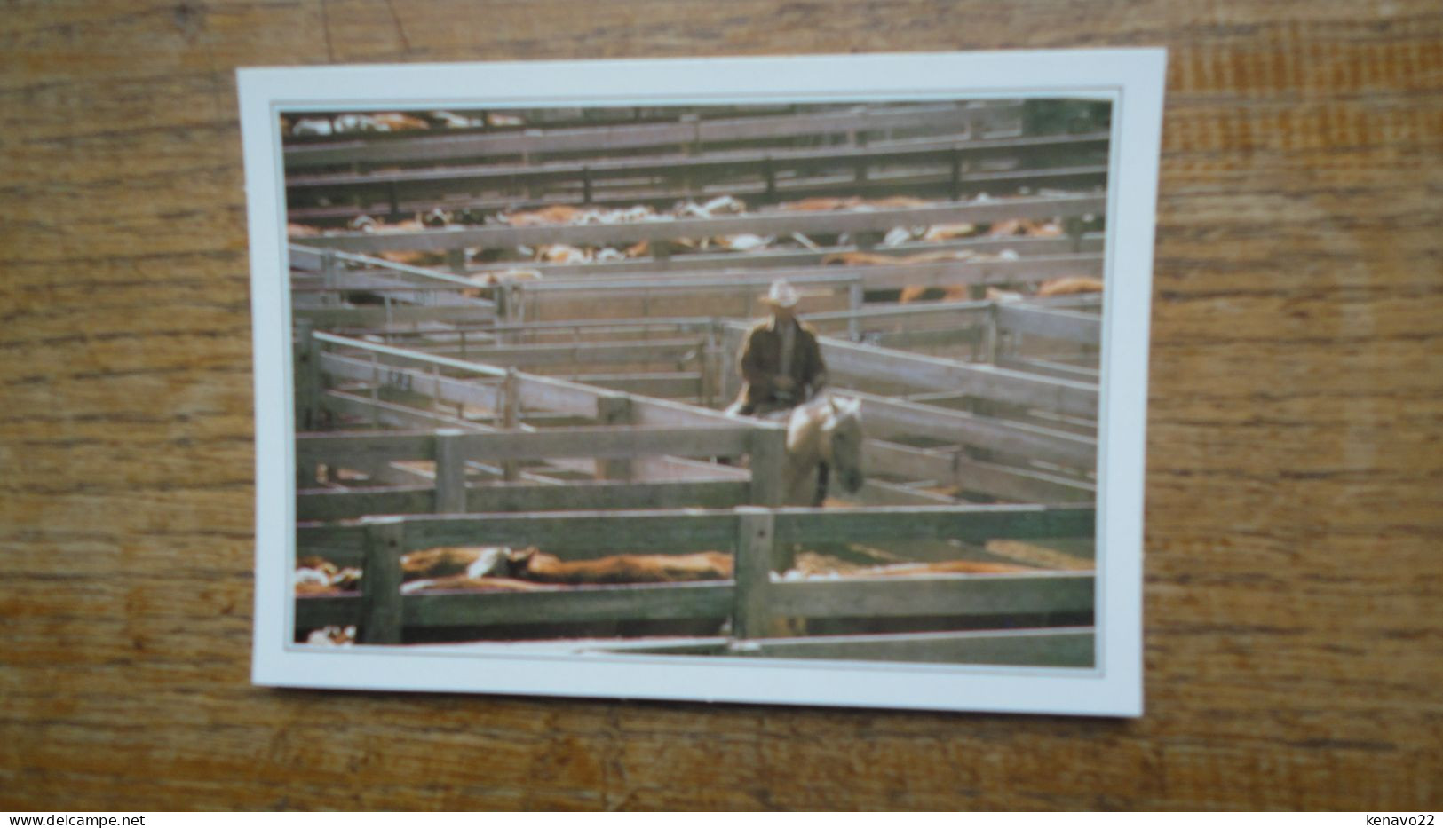 états-unis , Texas , Amarillo , Cattle In The Corral - Amarillo