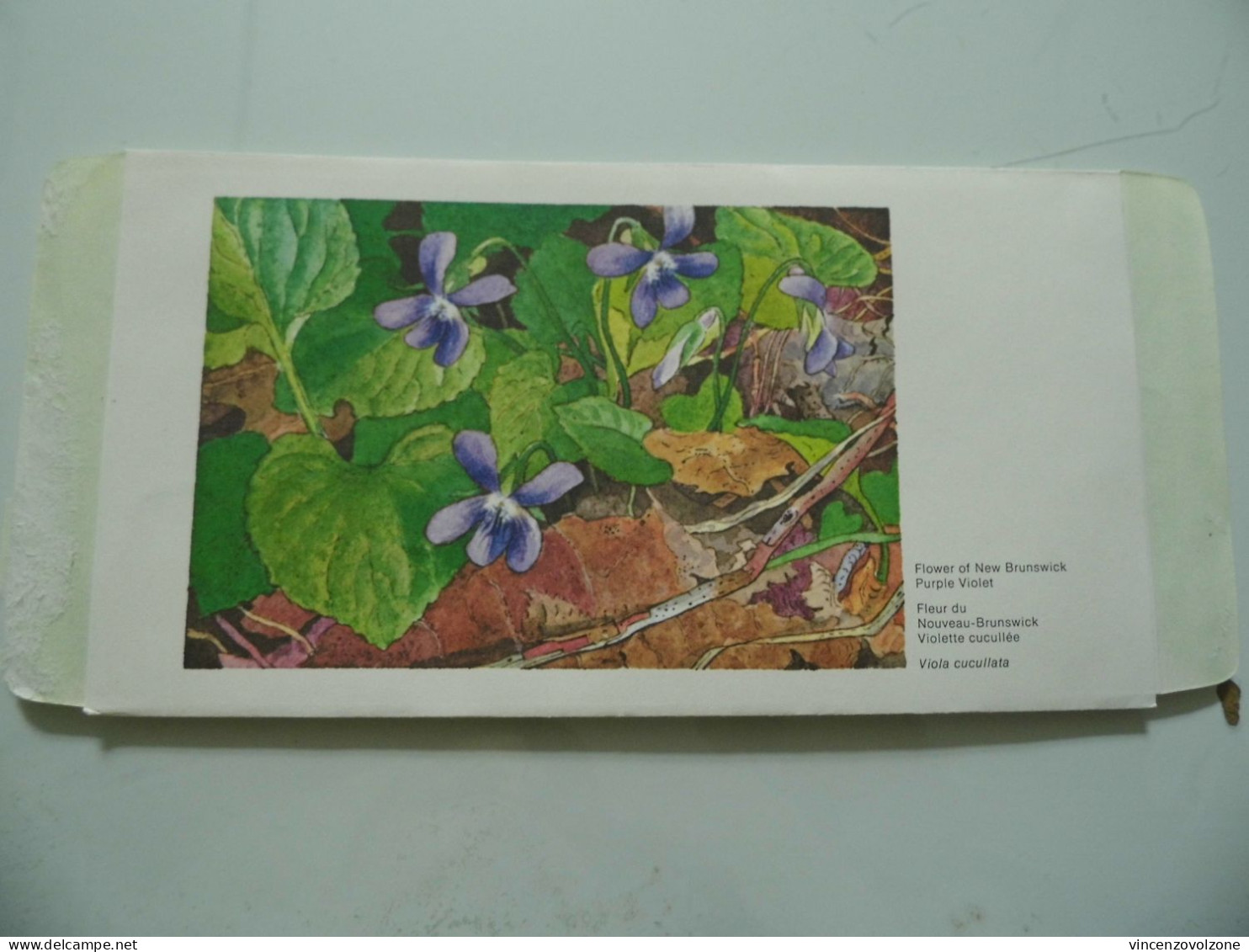 Aerogramma Primo Giorno Di Emissione "FLOWER OF NEW BRUNSWICK  - PURPLE VIOLET" 1973 - Cartas & Documentos