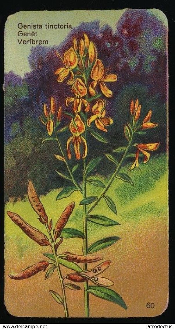 Côte D'Or - Botanica - 1954 - 60 - Genista, Genèt, Verfbrem - Côte D'Or