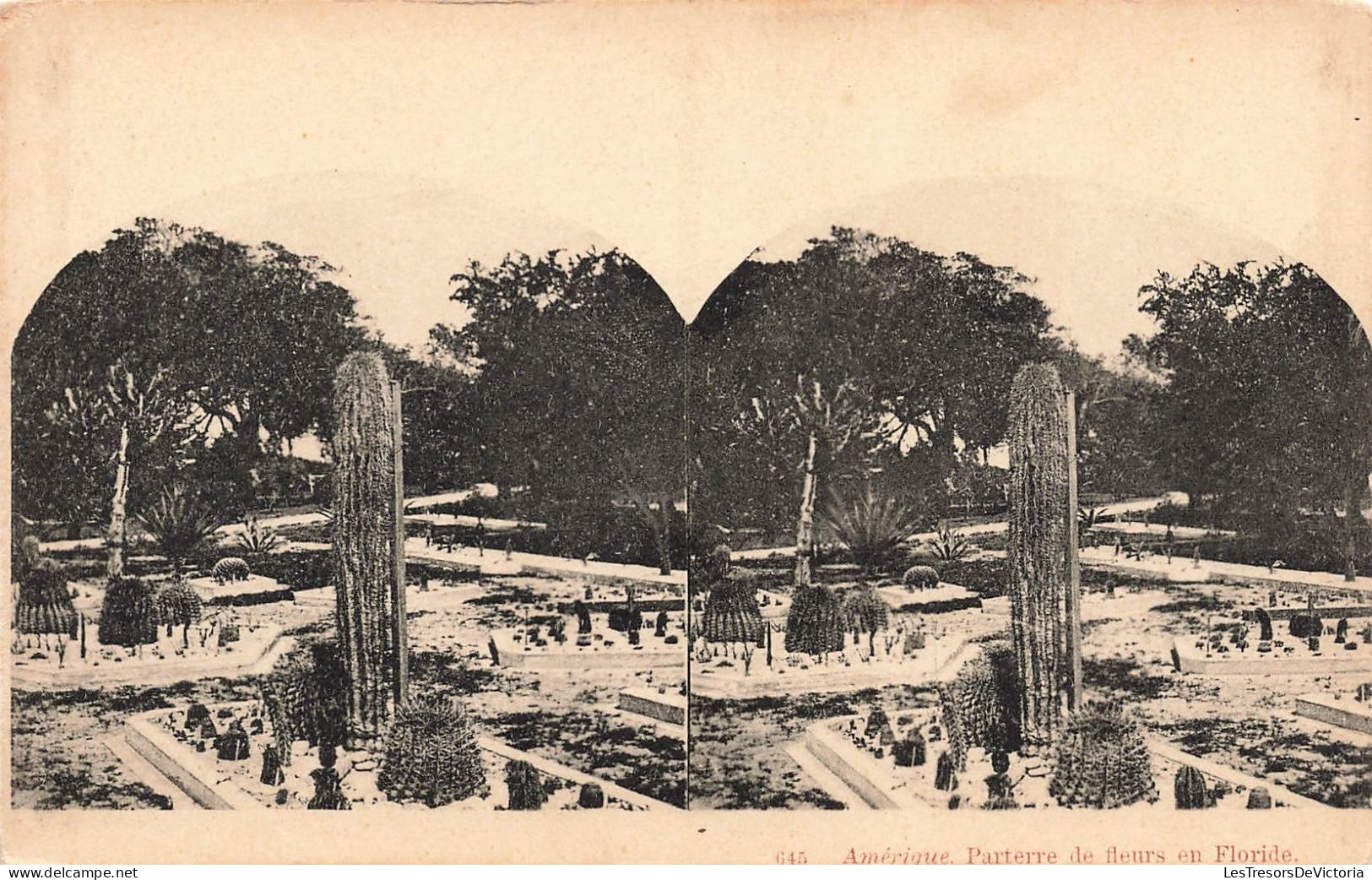 ETATS-UNIS - Floride - Parterre De Fleurs - Carte Postale  Ancienne - Other & Unclassified