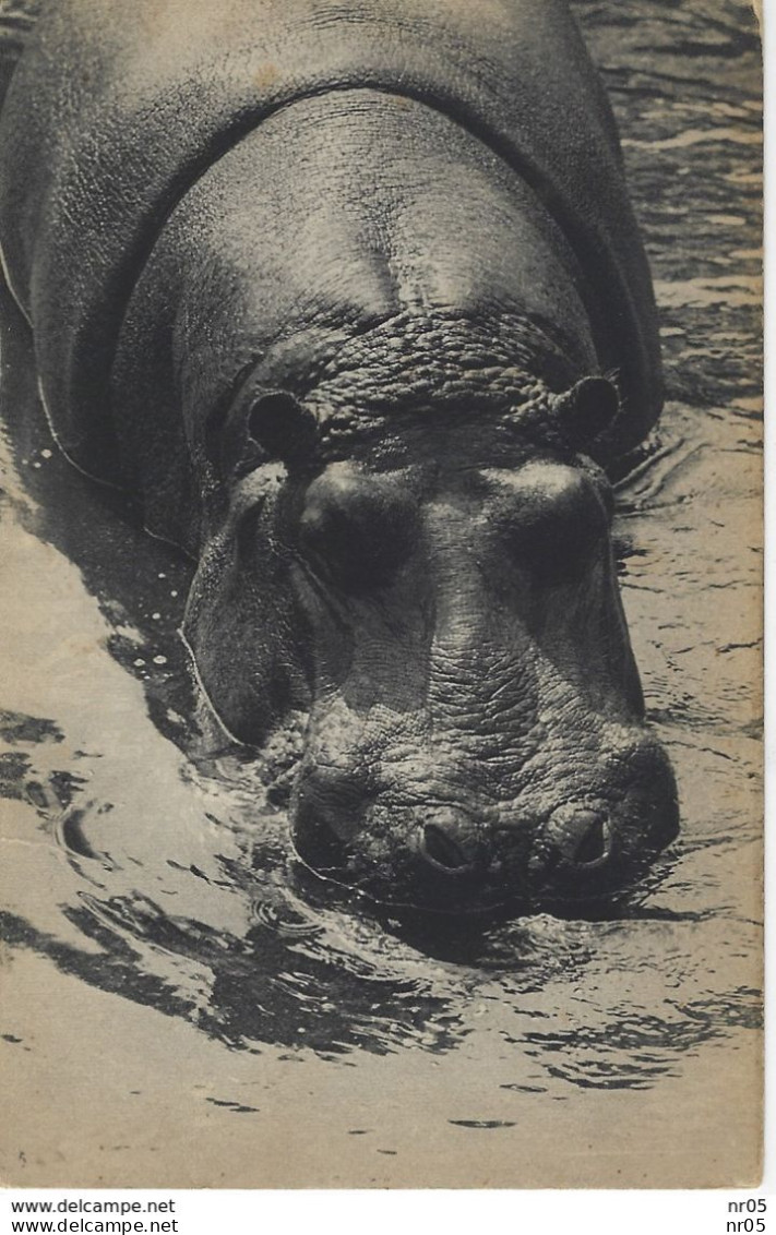 ANIMAUX Et FAUNE - L'UN DES HIPPOPOTAMES Au Parc Zoologique Du Bois De Vincennes A Paris - Hippopotames