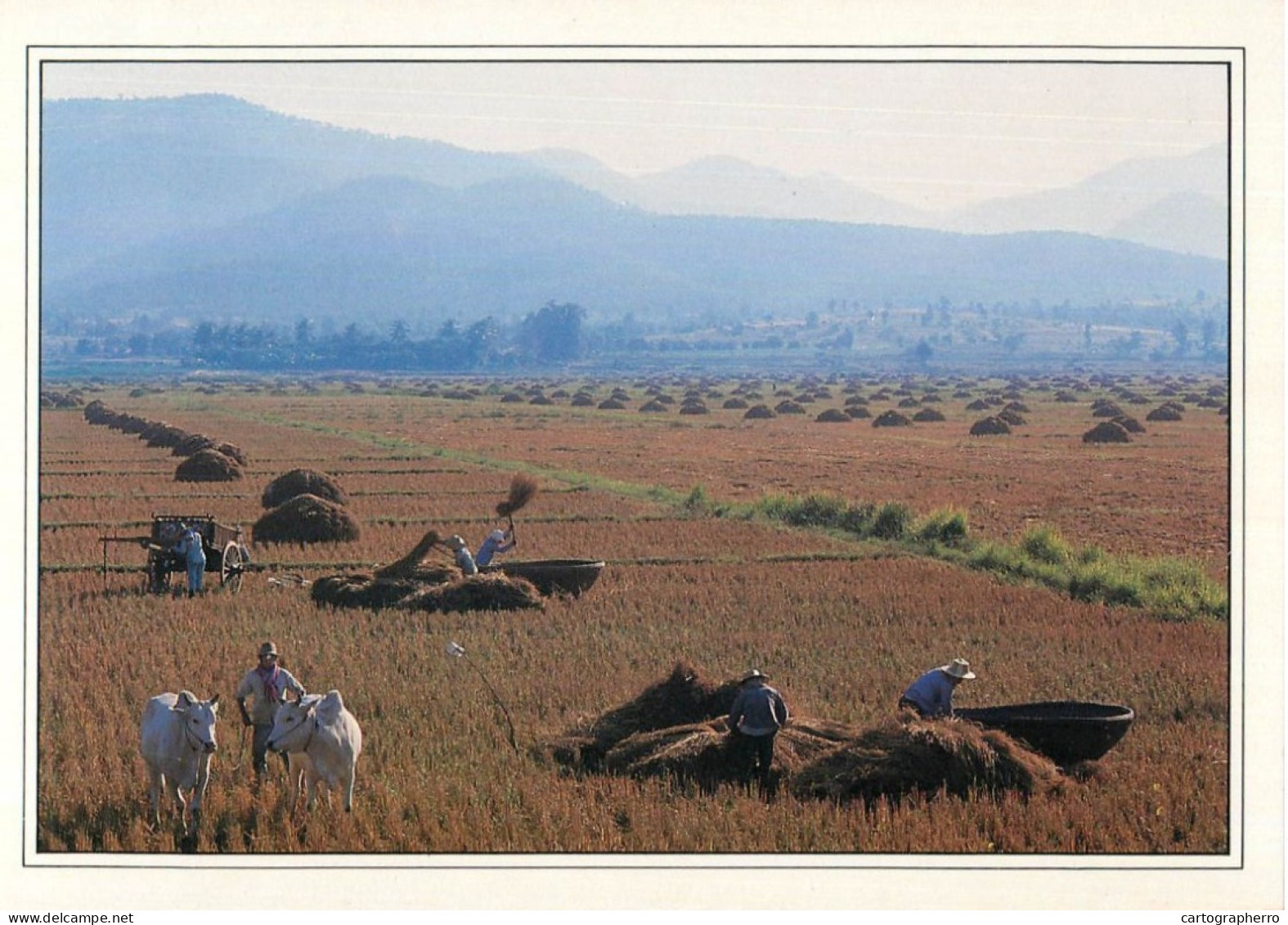 Thailand Farmers Using Cane Baskets To Harvest Rice - Thaïlande