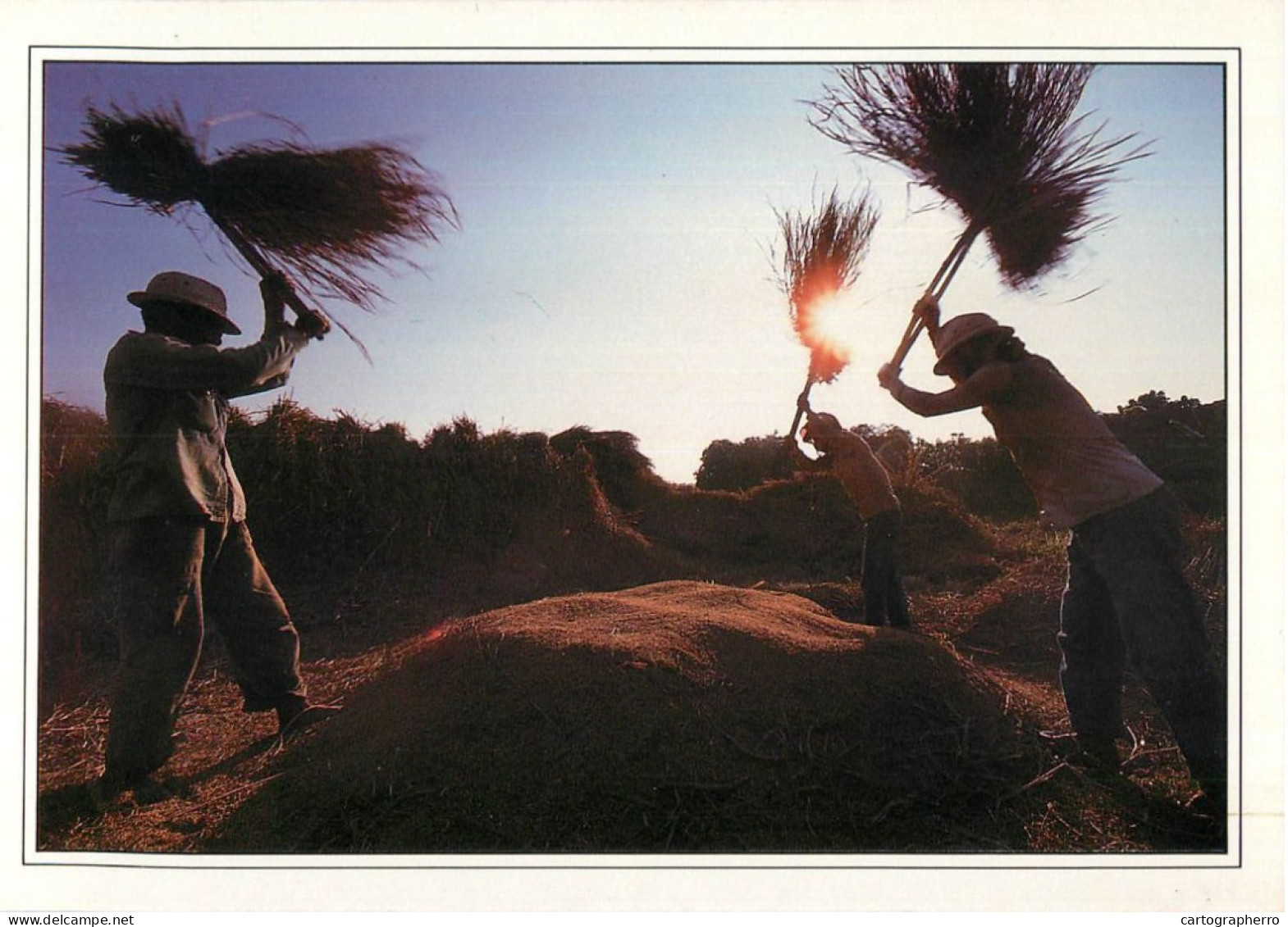 Thailand Farmers Using Cane Baskets To Harvest Rice - Thaïlande