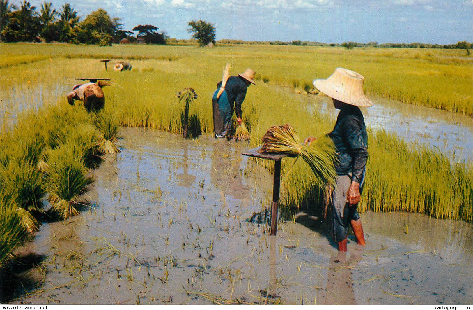 Thailand Rice Field Thai Farmer Pulling Rice Sprout - Thaïlande