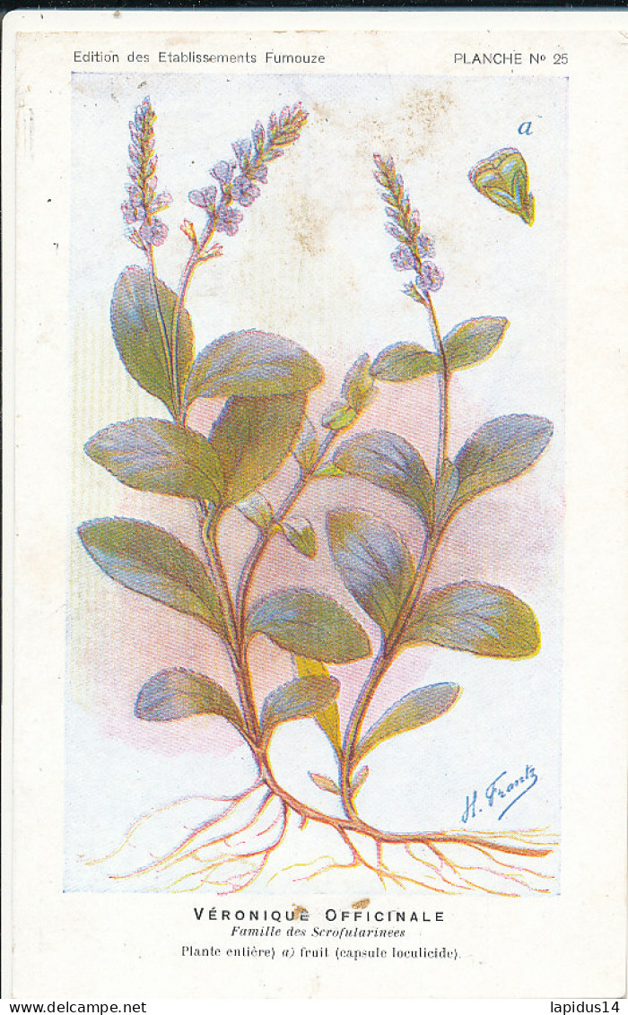 AX 25- C P A -LOT DE 6  -  SANTE PLANTES MEDICINALE ILLUSTRATEUR H.FRANTZ - Geneeskrachtige Planten