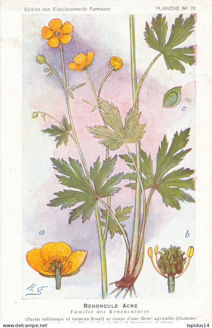 AX 25- C P A -LOT DE 6  -  SANTE PLANTES MEDICINALE ILLUSTRATEUR H.FRANTZ - Medicinal Plants