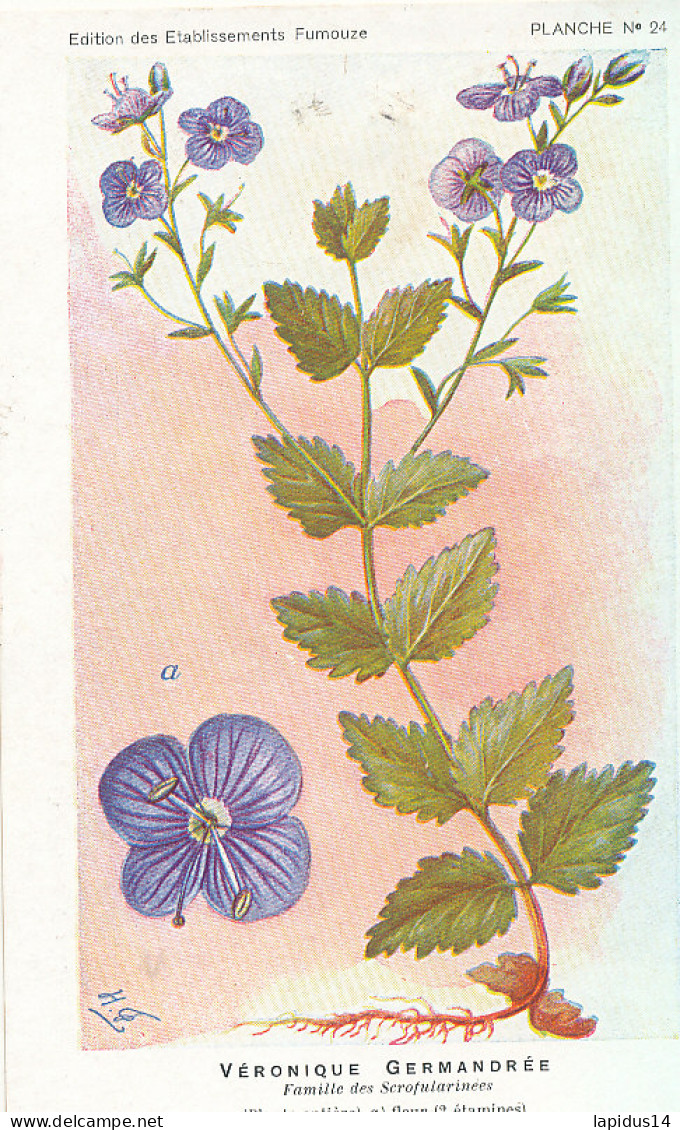 AX 25- C P A -LOT DE 6  -  SANTE PLANTES MEDICINALE ILLUSTRATEUR H.FRANTZ - Piante Medicinali