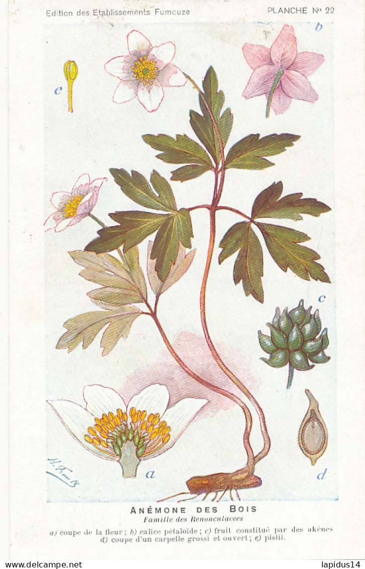 AX 25- C P A -LOT DE 6  -  SANTE PLANTES MEDICINALE ILLUSTRATEUR H.FRANTZ - Plantes Médicinales