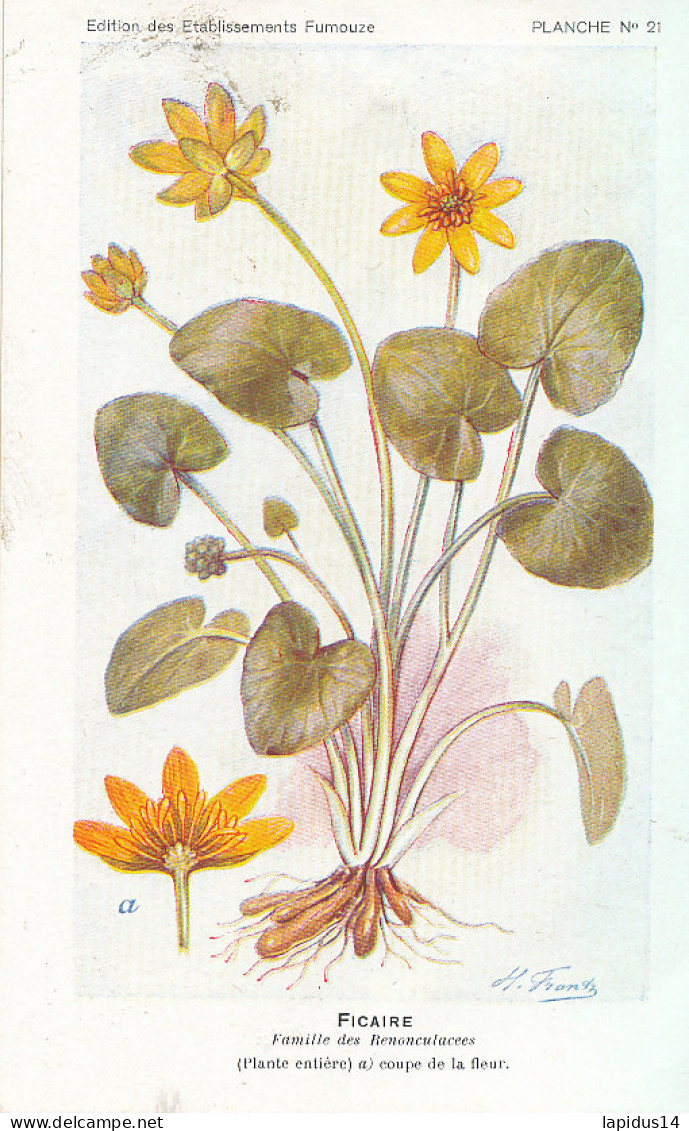 AX 25- C P A -LOT DE 6  -  SANTE PLANTES MEDICINALE ILLUSTRATEUR H.FRANTZ