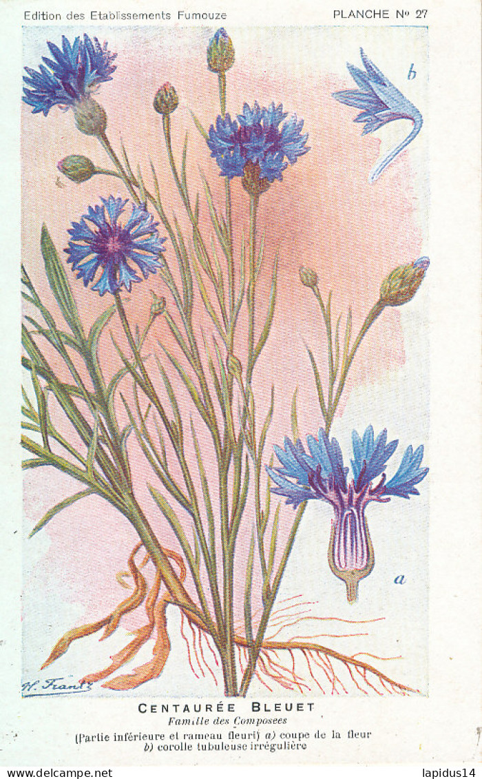 AX 26- C P A -LOT DE 6  -  SANTE PLANTES MEDICINALE ILLUSTRATEUR H.FRANTZ - Medicinal Plants