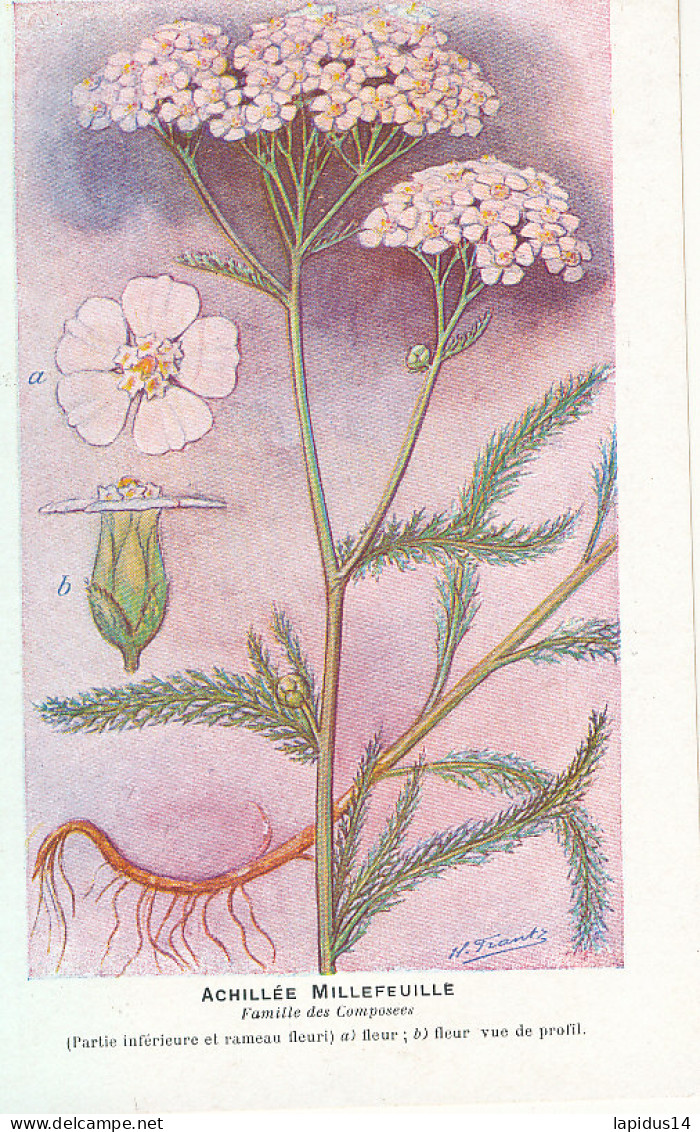 AX 26- C P A -LOT DE 6  -  SANTE PLANTES MEDICINALE ILLUSTRATEUR H.FRANTZ - Medicinal Plants