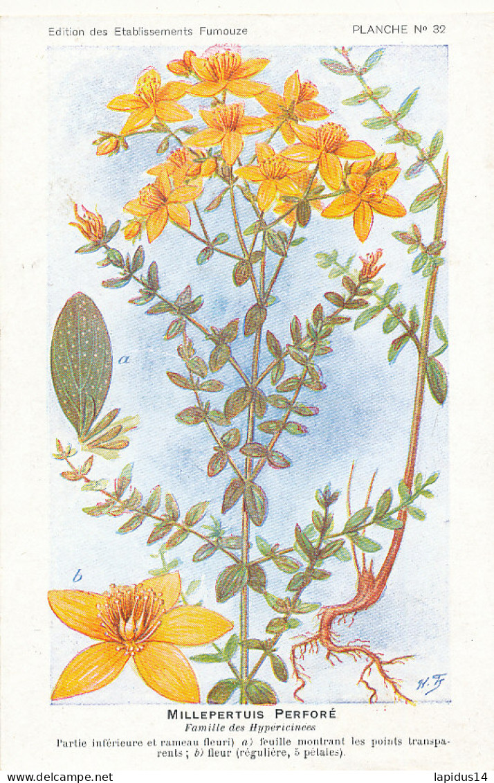 AX 26- C P A -LOT DE 6  -  SANTE PLANTES MEDICINALE ILLUSTRATEUR H.FRANTZ - Medicinal Plants