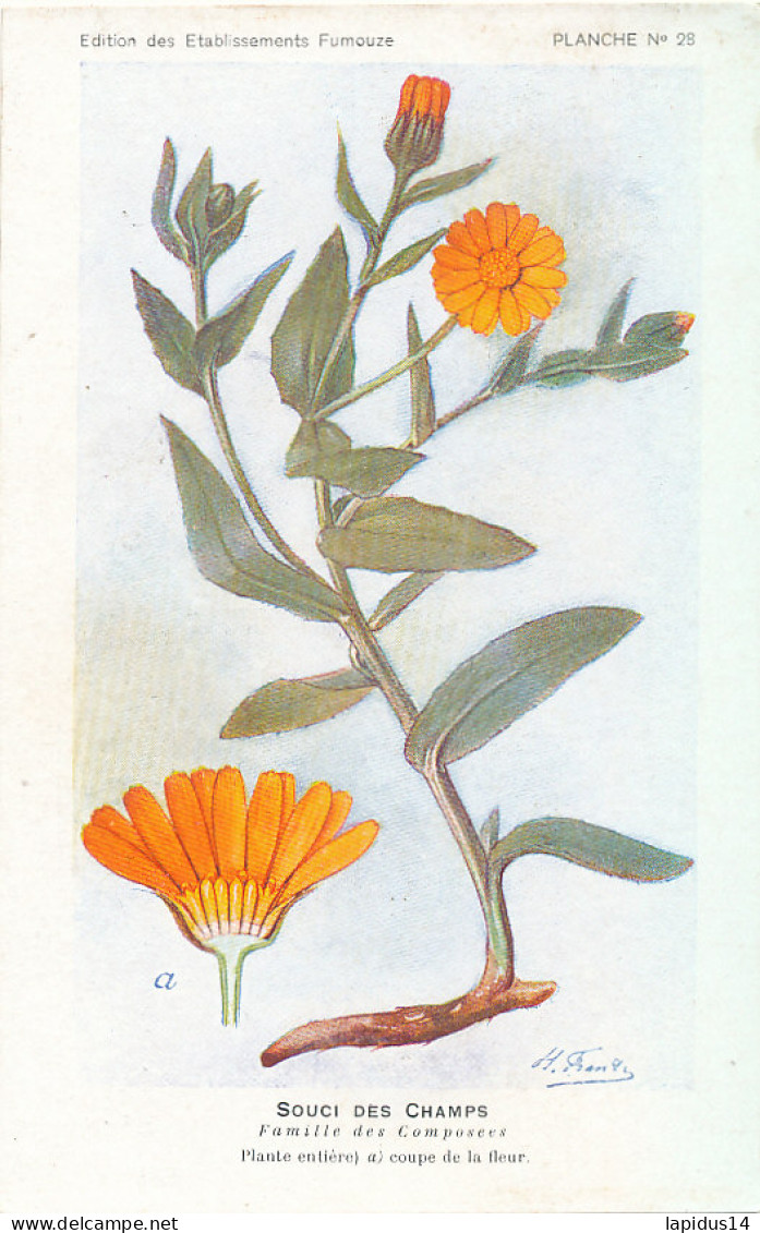 AX 26- C P A -LOT DE 6  -  SANTE PLANTES MEDICINALE ILLUSTRATEUR H.FRANTZ