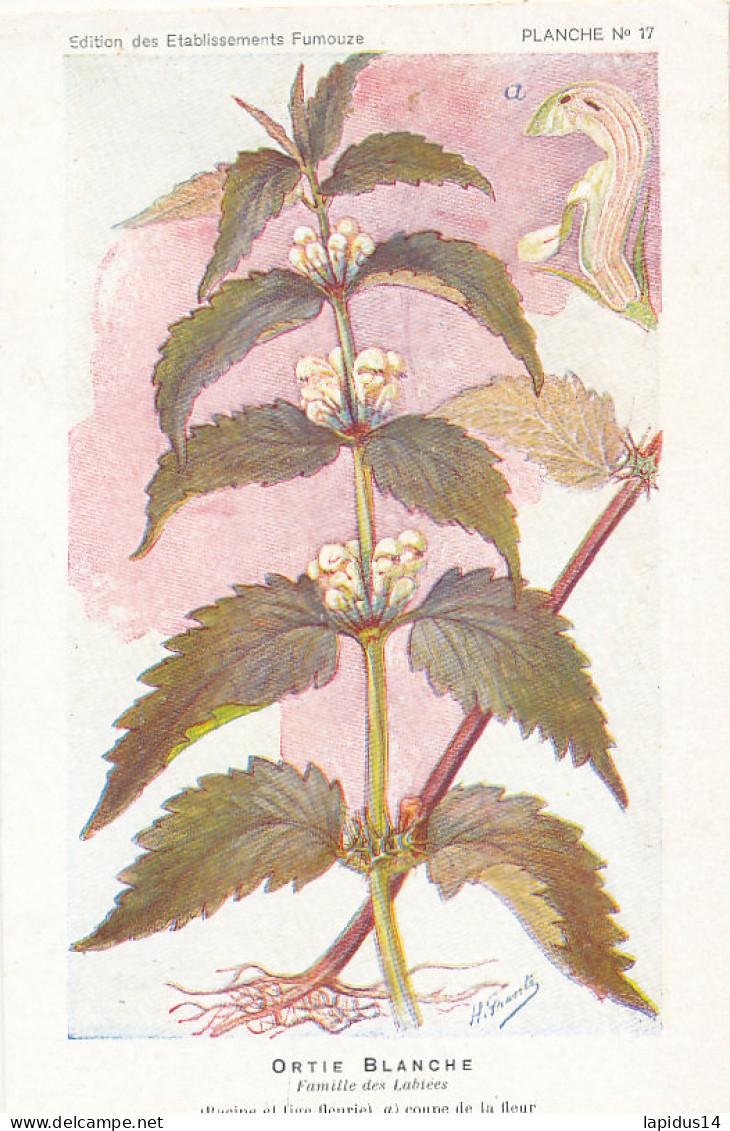 AX 27- C P A -LOT DE 6  -  SANTE PLANTES MEDICINALE ILLUSTRATEUR H.FRANTZ - Geneeskrachtige Planten