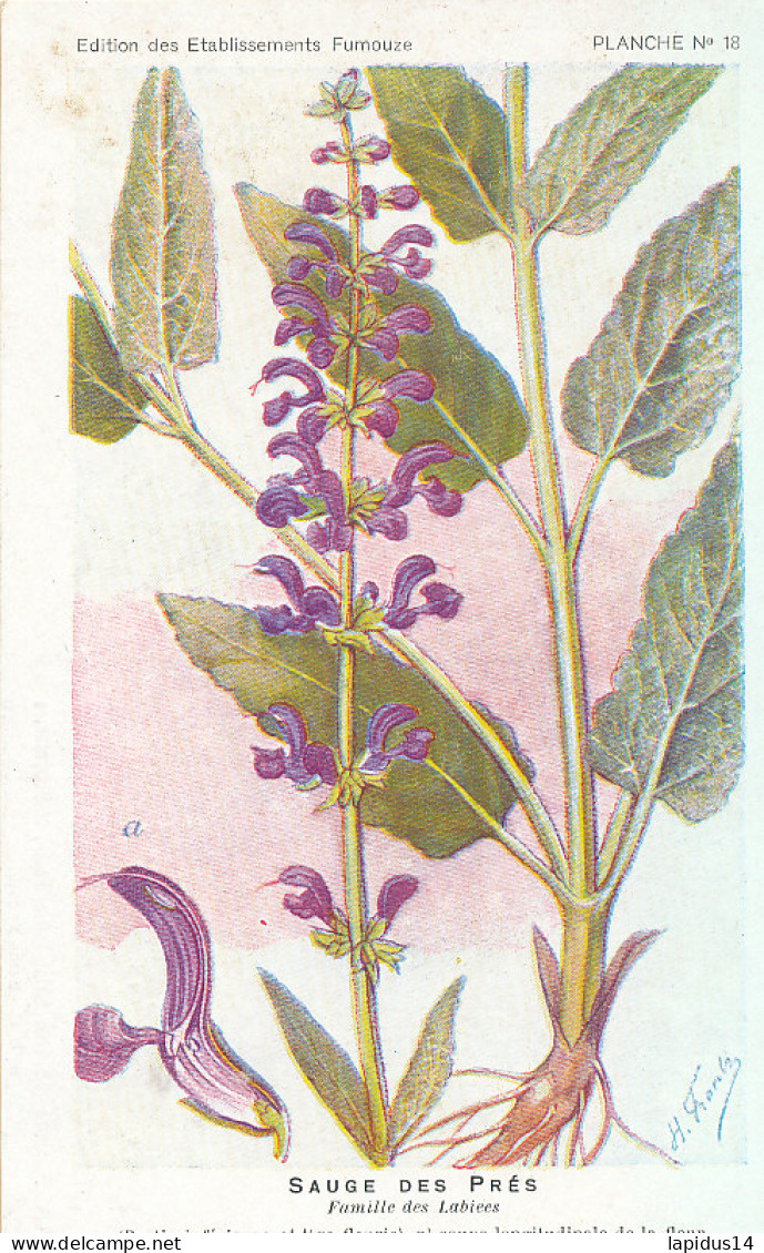 AX 27- C P A -LOT DE 6  -  SANTE PLANTES MEDICINALE ILLUSTRATEUR H.FRANTZ - Geneeskrachtige Planten