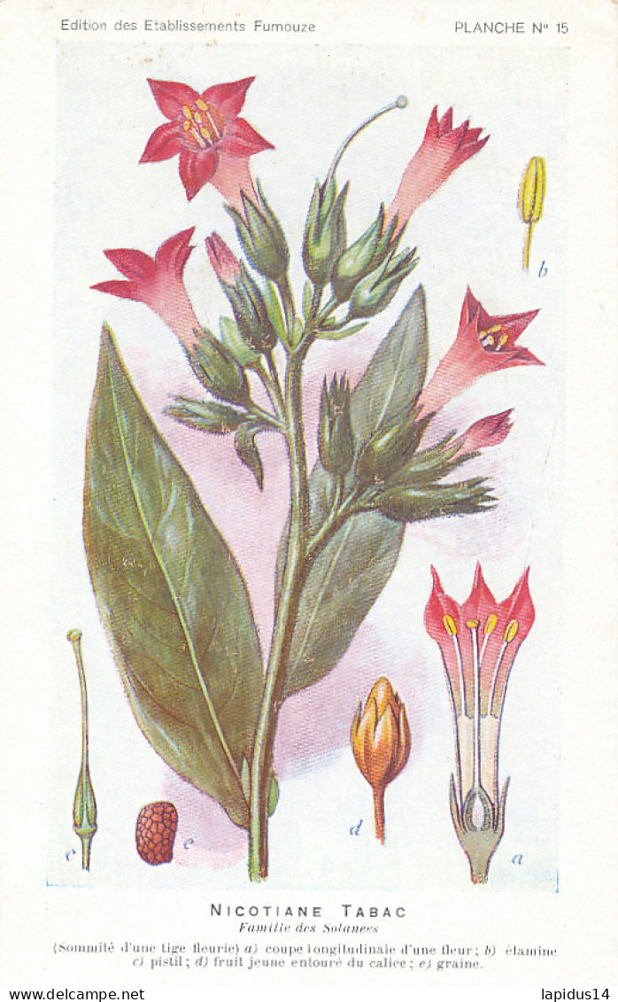 AX 27- C P A -LOT DE 6  -  SANTE PLANTES MEDICINALE ILLUSTRATEUR H.FRANTZ - Medicinal Plants