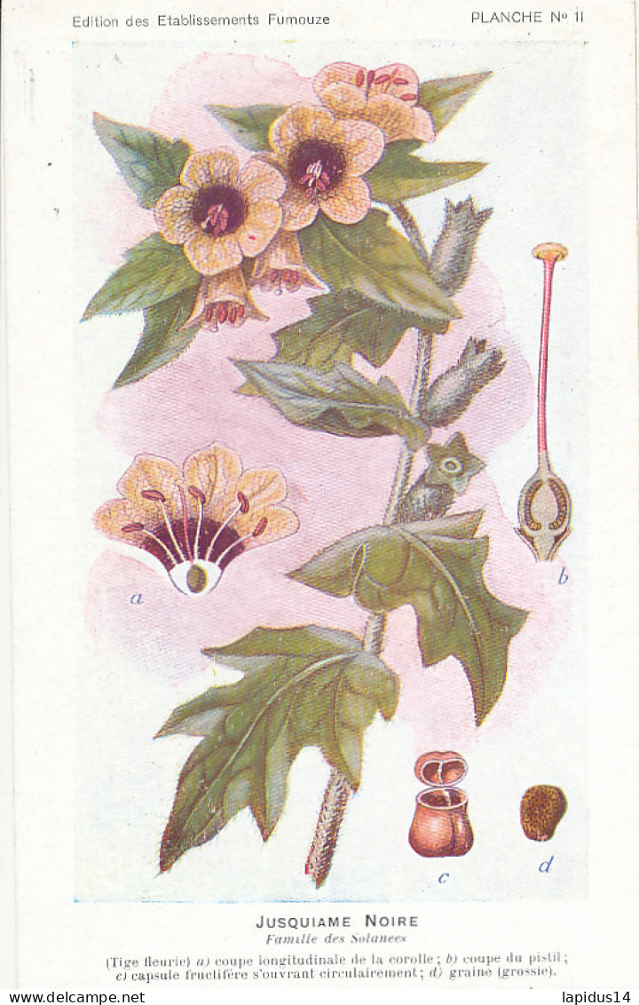 AX 28- C P A -LOT DE 6  -  SANTE PLANTES MEDICINALE ILLUSTRATEUR H.FRANTZ - Medicinal Plants