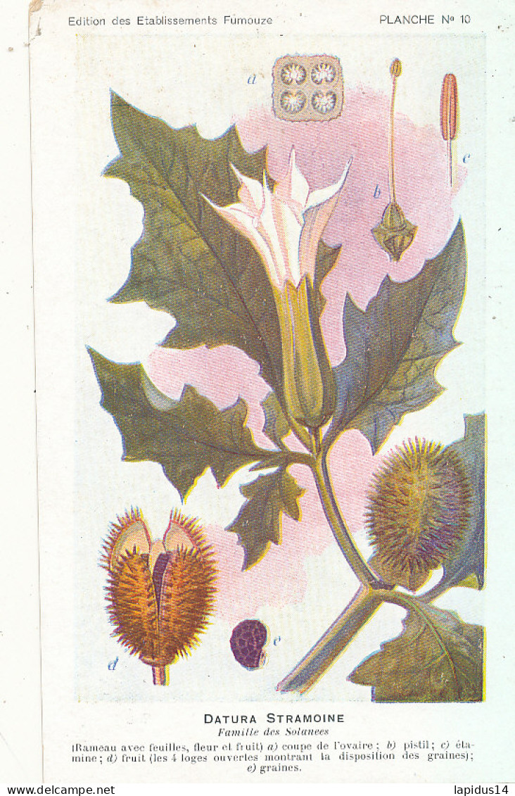 AX 28- C P A -LOT DE 6  -  SANTE PLANTES MEDICINALE ILLUSTRATEUR H.FRANTZ - Medicinal Plants