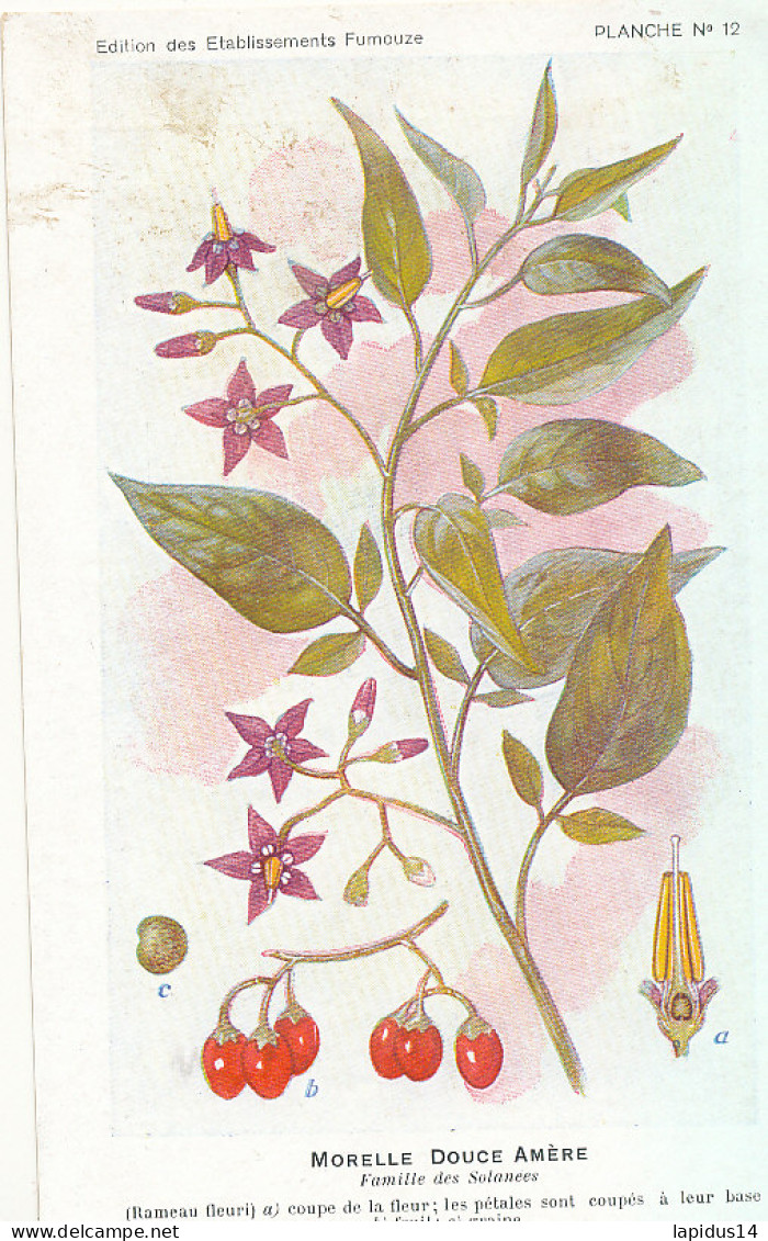 AX 28- C P A -LOT DE 6  -  SANTE PLANTES MEDICINALE ILLUSTRATEUR H.FRANTZ - Medicinal Plants