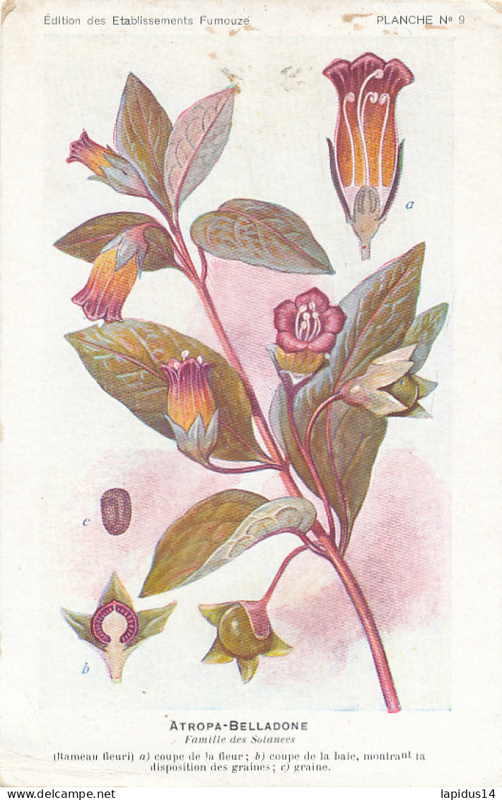 AX 28- C P A -LOT DE 6  -  SANTE PLANTES MEDICINALE ILLUSTRATEUR H.FRANTZ - Medicinal Plants