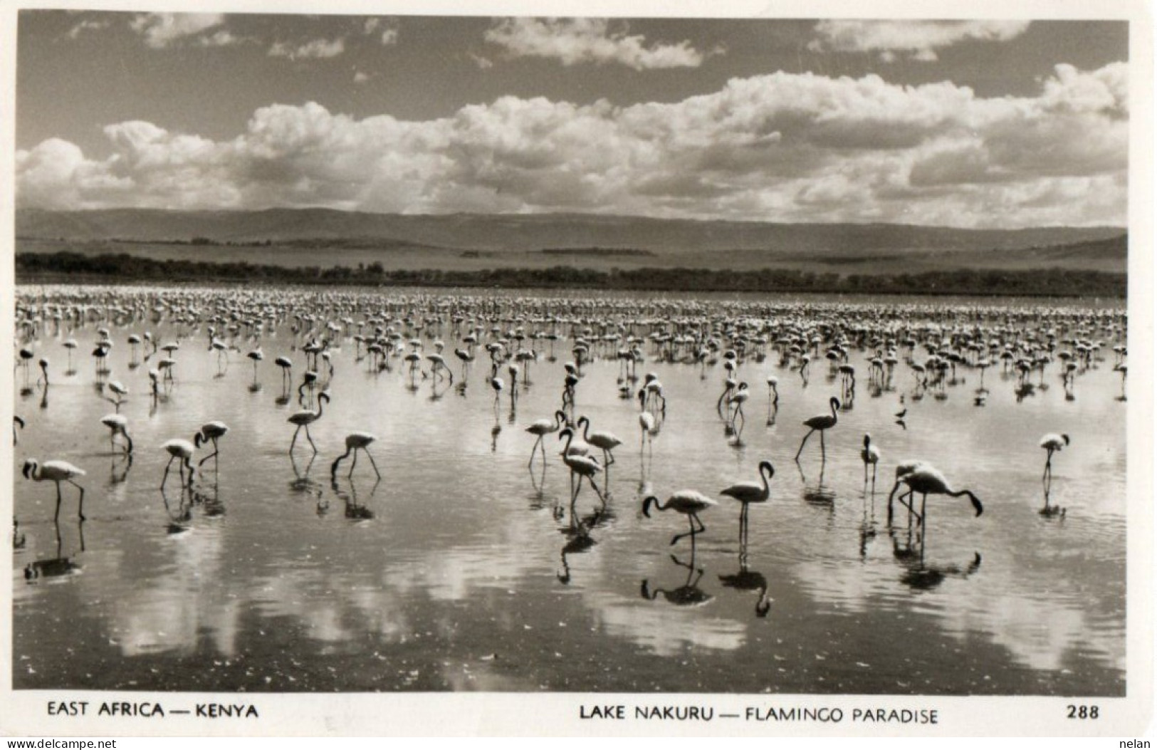 KENYA - LAKE NAKURU - FLAMINCO PARADISE - Kenya