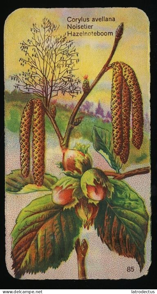 Côte D'Or - Botanica - 1954 - 85 - Corylus, Noisetier, Hazelnoteboom, Hazelaar, Hazel - Côte D'Or