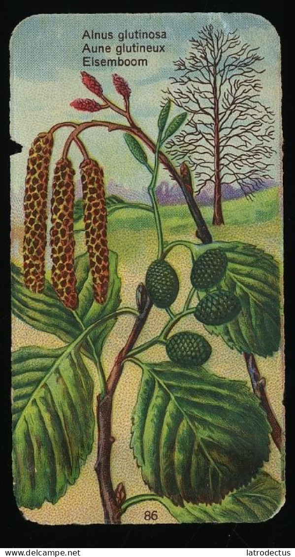 Côte D'Or - Botanica - 1954 - 86 - Alnus, Aune, Els - Côte D'Or