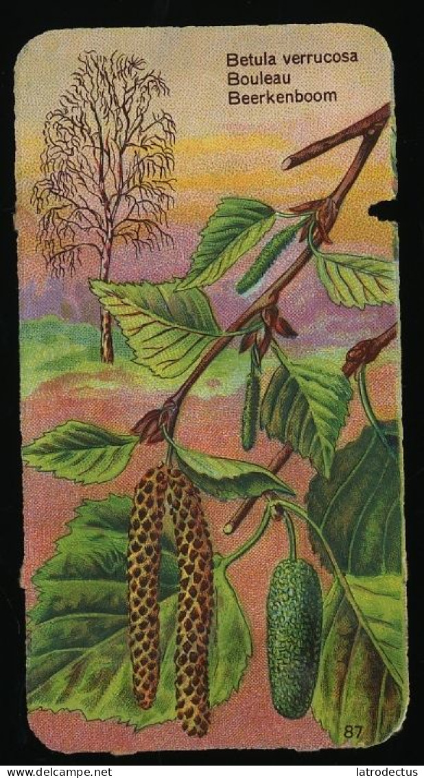 Côte D'Or - Botanica - 1954 - 87 - Betula, Bouleau, Berk, Birch - Côte D'Or