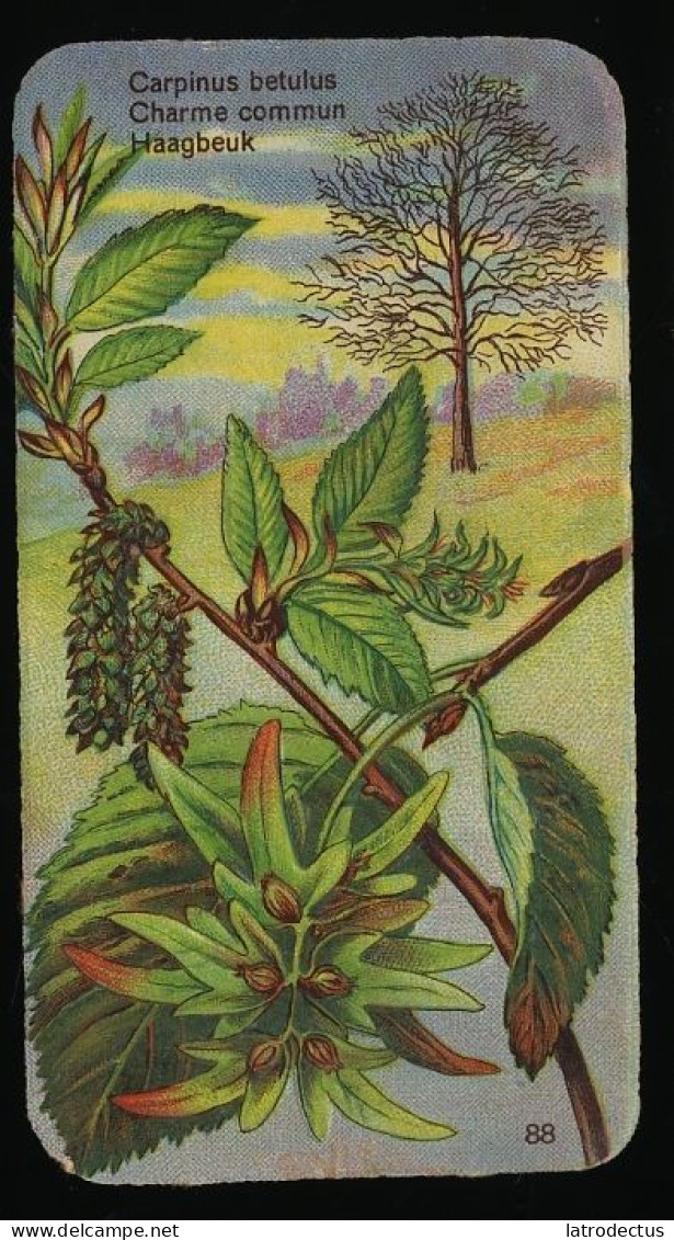 Côte D'Or - Botanica - 1954 - 88 - Carpinus, Charme Commun, Haagbeuk - Côte D'Or