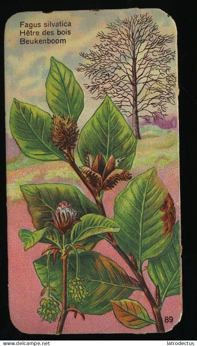 Côte D'Or - Botanica - 1954 - 89 - Fagus, Hêtre Des Bois, Beukenboom - Côte D'Or