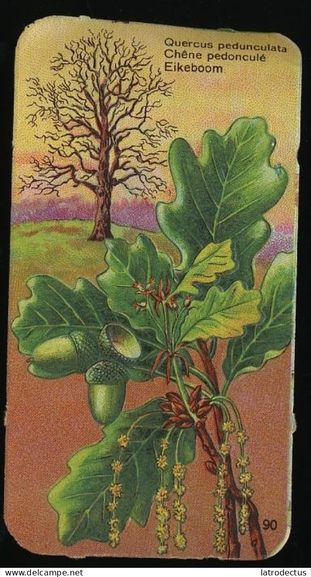 Côte D'Or - Botanica - 1954 - 90 - Quercus, Chêne, Eik, Oak - Côte D'Or