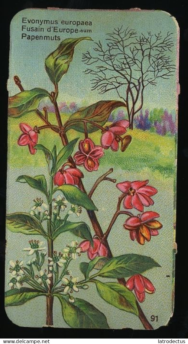Côte D'Or - Botanica - 1954 - 91 - Euonymus, Fusain, Papenmuts, Kardinaalsmuts - Côte D'Or