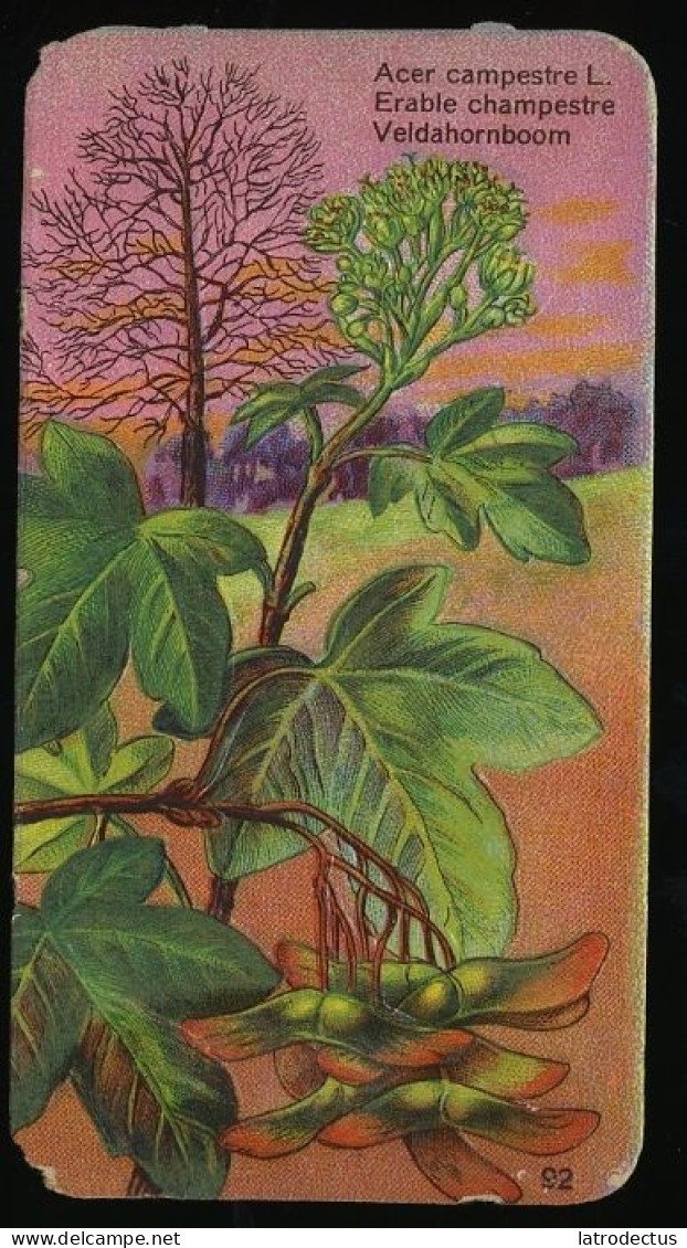 Côte D'Or - Botanica - 1954 - 92 - Acer Campestre, Erable, Veldahornboom - Côte D'Or
