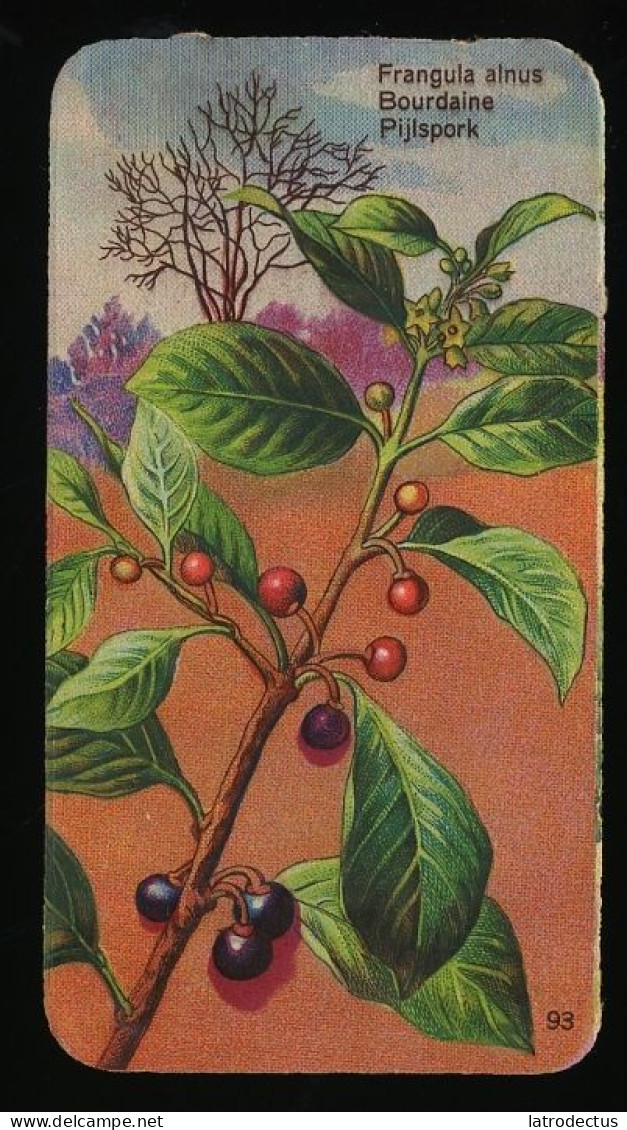 Côte D'Or - Botanica - 1954 - 93 - Frangula, Bourdaine, Pijlspork - Côte D'Or