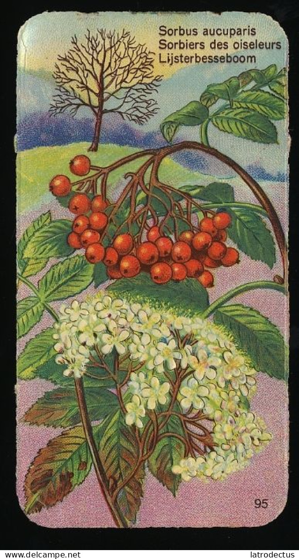 Côte D'Or - Botanica - 1954 - 95 - Sorbus, Sorbiers, Lijsterbes - Côte D'Or