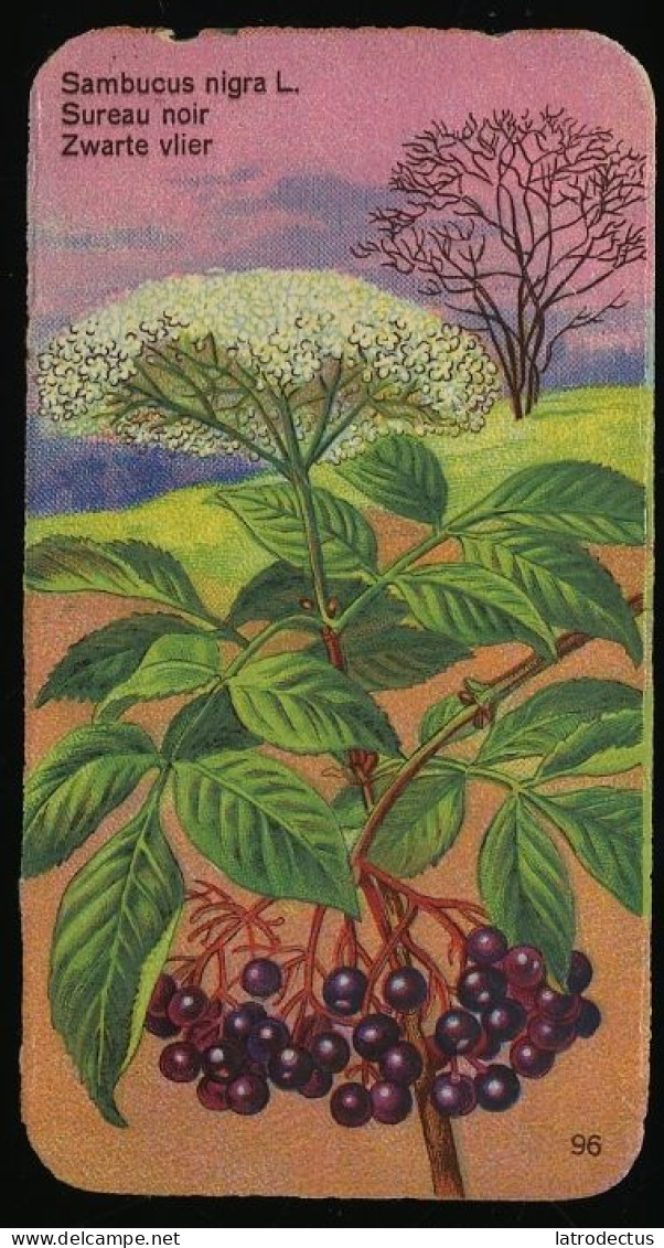 Côte D'Or - Botanica - 1954 - 96 - Sambucus, Sureau, Vlier - Côte D'Or