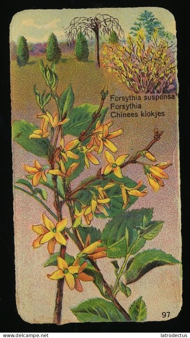 Côte D'Or - Botanica - 1954 - 97 - Forsythia, Chinees Klokje - Côte D'Or