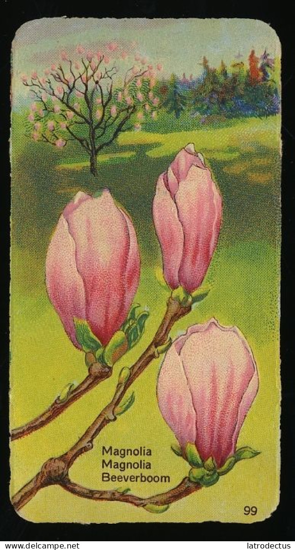 Côte D'Or - Botanica - 1954 - 99 - Magnolia, Beverboom - Côte D'Or